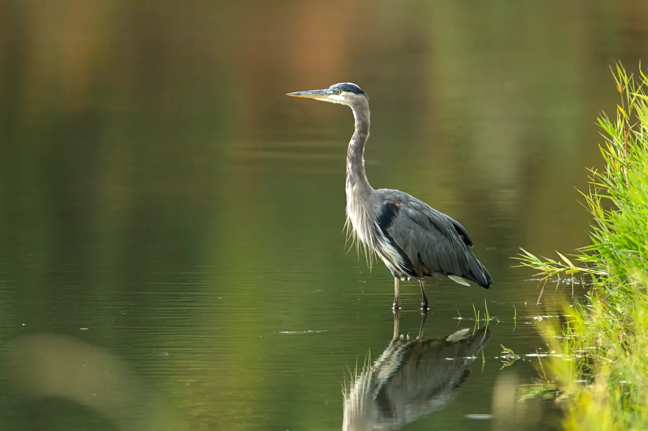 Grey heron observed in a wetland as part of an ecosystem assessment report