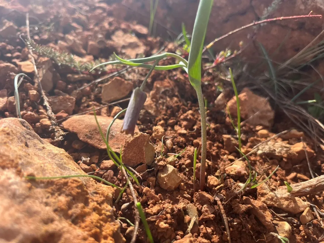 Bellflower species recorded on rocky red soil during endemic plant monitoring