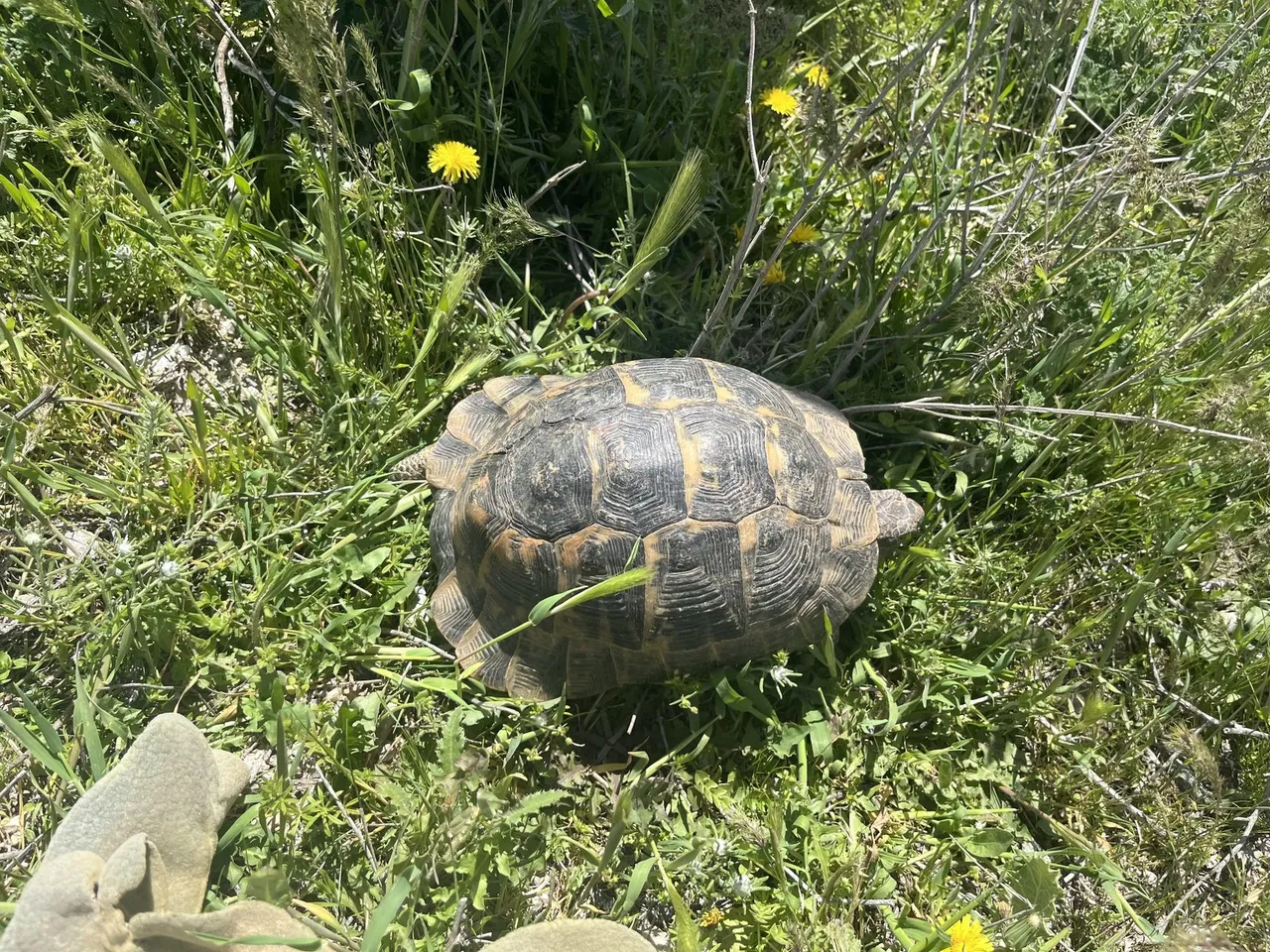 Spur-thighed tortoise monitored under a species action plan