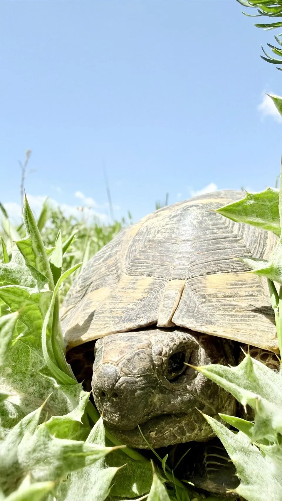 Fauna çalışmasında bitkiler arasında yakından görüntülenen kara kaplumbağası