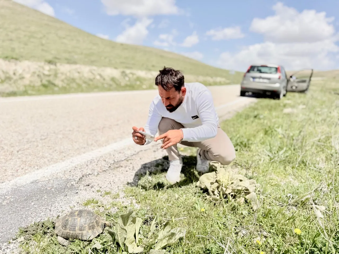 Tortoise population assessment ahead of a species translocation
