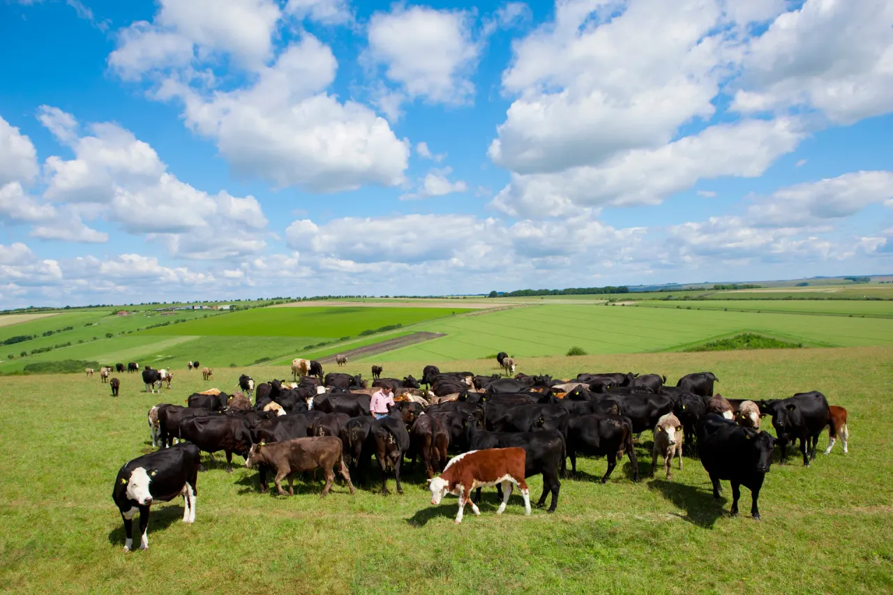 Cattle grazing on rangeland assessed in a livestock impact assessment