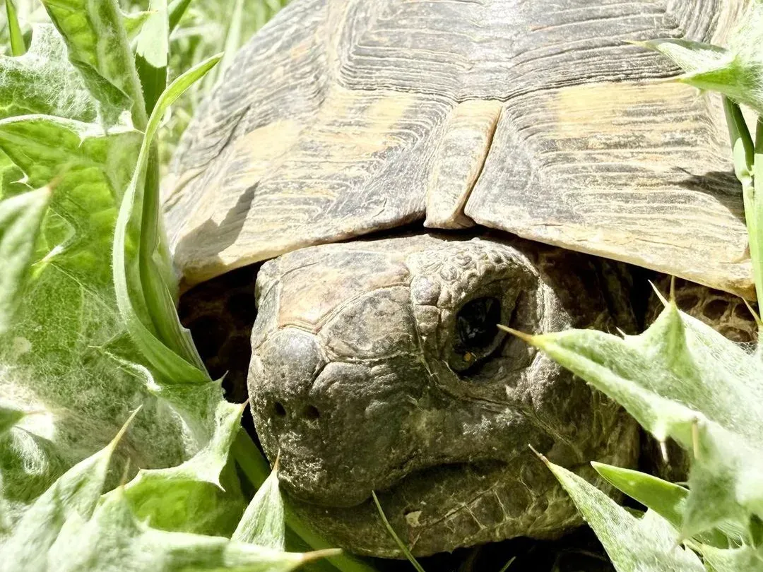 Close-up of a spur-thighed tortoise, listed as Vulnerable on the IUCN Red List, among plants