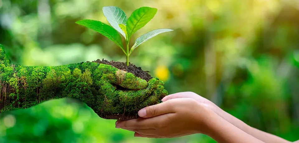 Seedling held in cupped hands with soil, symbolizing a soil conservation project